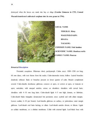 34
destroyed when the leaves are made into hay or silage (Carolus Linnaeus in 1753, Conrad
Moench transferred cultivated sorghum into its own genus in 1794).
LOCAL NAME
TEDURAY: Riray
MAGUINDANAON:
BISAYA:
TAGALOG:
COMMON NAME: Muk bamboo
SCIENTIFIC NAME: Bambusa rutila
FAMILY NAME: Poaceae
Botanical Description
Perennial; caespitose. Rhizomes short; pachymorph. Culms erect; 1000–1200 cm long;
60 mm diam.; with root thorns from the nodes. Culm-internodes terete; hollow. Lateral branches
dendroid; reflexed. Buds or branches present on lower quarter of culm. Branch complement
several. Culm-sheaths deciduous; glabrous; concave at apex, or convex at apex, or truncate at
apex; auriculate; with unequal auricles; setose on shoulders; shoulders with curved hairs;
shoulders with 4–10 mm long hairs. Culm-sheath ligule 4–5 mm high; dentate, or fimbriate.
Culm-sheath blade triangular; demarcated but persistent; erect; scabrid and with ciliate margins.
Leaves cauline; 6–10 per branch. Leaf-sheaths glabrous on surface, or puberulous; outer margin
glabrous. Leaf-sheath oral hairs lacking, or ciliate. Leaf-sheath auricles absent, or falcate. Ligule
an eciliate membrane, or a ciliolate membrane. Collar with external ligule. Leaf-blade base with
 