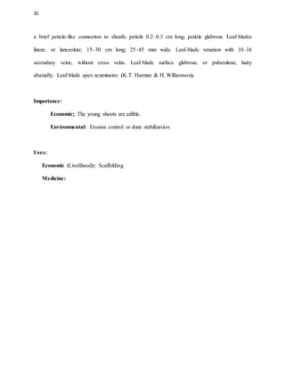 35
a brief petiole-like connection to sheath; petiole 0.2–0.3 cm long; petiole glabrous. Leaf-blades
linear, or lanceolate; 15–30 cm long; 25–45 mm wide. Leaf-blade venation with 10–16
secondary veins; without cross veins. Leaf-blade surface glabrous, or puberulous; hairy
abaxially. Leaf-blade apex acuminates (K.T. Harman & H. Williamson).
Importance:
Economic; The young shoots are edible.
Environmental: Erosion control or dune stabilization
Uses:
Economic (Livelihood): Scaffolding
Medicine:
 