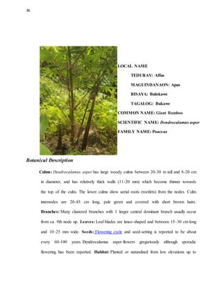 36
LOCAL NAME
TEDURAY: Affus
MAGUINDANAON: Apus
BISAYA: Bulokawe
TAGALOG: Bukawe
COMMON NAME: Giant Bamboo
SCIENTIFIC NAME: Dendrocalamus asper
FAMILY NAME: Poaceae
Botanical Description
Culms: Dendrocalamus asper has large woody culms between 20-30 m tall and 8-20 cm
in diameter, and has relatively thick walls (11-20 mm) which become thinner towards
the top of the culm. The lower culms show aerial roots (rootlets) from the nodes. Culm
internodes are 20-45 cm long, pale green and covered with short brown hairs.
Branches: Many clustered branches with 1 larger central dominant branch usually occur
from ca. 9th node up. Leaves: Leaf-blades are lance-shaped and between 15–30 cm long
and 10–25 mm wide. Seeds: Flowering cycle and seed-setting is reported to be about
every 60-100 years. Dendrocalamus asper flowers gregariously although sporadic
flowering has been reported. Habitat: Planted or naturalized from low elevations up to
 