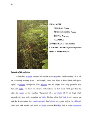 38
LOCAL NAME
TEDURAY: Nanap
MAGUINDANAON: Nanap
BISAYA: Nap-nap
TAGALOG:
COMMON NAME: Stick bamboo
SCIENTIFIC NAME: Phyllostachys aurea
FAMILY NAME: Poaceae
Botanical Description
A long-lived perennial bamboo with upright stems erect canes usually growing 2-8 m tall,
but occasionally reaching up to 12 m in height. Plants form dense or loose clumps and spread
rapidly via creeping underground stems rhizomes with the upright stems being produced from
their joints nodes. The leaves are clustered and produced on short shoots which grow from the
joints (i.e. nodes) on the branches. They consist of a leaf sheath (25-35 mm long), which
surrounds the stem, and a spreading leaf blade. The base of the leaf blade is very narrow and
stalk-like in appearance (i.e. pseudo-petiolate). Leaf sheaths are mostly hairless (i.e. glabrous),
except near their margins, and where the sheath meets the leaf blade there is a tiny membranous
 