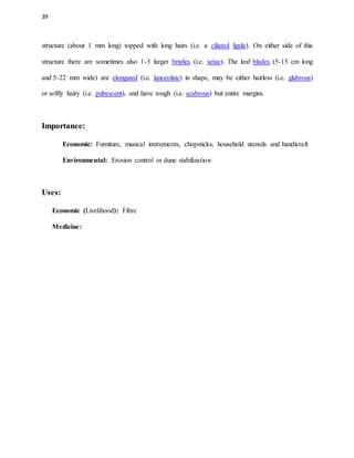 39
structure (about 1 mm long) topped with long hairs (i.e. a ciliated ligule). On either side of this
structure there are sometimes also 1-3 larger bristles (i.e. setae). The leaf blades (5-15 cm long
and 5-22 mm wide) are elongated (i.e. lanceolate) in shape, may be either hairless (i.e. glabrous)
or softly hairy (i.e. pubescent), and have rough (i.e. scabrous) but entire margins.
Importance:
Economic: Furniture, musical instruments, chopsticks, household utensils and handicraft
Environmental: Erosion control or dune stabilization
Uses:
Economic (Livelihood): Fibre
Medicine:
 