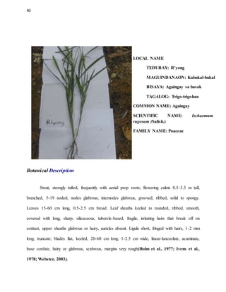 40
LOCAL NAME
TEDURAY: R’yong
MAGUINDANAON: Kabukal-bukal
BISAYA: Aguingay sa basak
TAGALOG: Trigo-trigohan
COMMON NAME: Aguingay
SCIENTIFIC NAME: Ischaemum
rugosum (Salisb.)
FAMILY NAME: Poaceae
Botanical Description
Stout, strongly tufted, frequently with aerial prop roots; flowering culms 0.5-3.3 m tall,
branched, 5-19 noded, nodes glabrous; internodes glabrous, grooved, ribbed, solid to spongy.
Leaves 15-60 cm long, 0.5-2.5 cm broad. Leaf sheaths keeled to rounded, ribbed, smooth,
covered with long, sharp, silicaceous, tubercle-based, fragile, irritating hairs that break off on
contact, upper sheaths glabrous or hairy, auricles absent. Ligule short, fringed with hairs, 1-2 mm
long, truncate; blades flat, keeled, 20-60 cm long, 1-2.5 cm wide, linear-lanceolate, acuminate,
base cordate, hairy or glabrous, scabrous, margins very rough(Holm et al., 1977; Ivens et al.,
1978; Webster, 2003).
 