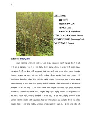 42
LOCAL NAME
TEDURAY:
MAGUINDANAON:
BISAYA: Lunas
TAGALOG: Kauayan-kiling
COMMON NAME: Common Bamboo
SCIENTIFIC NAME: Bambusa vulgaris
FAMILY NAME: Poaceae
Botanical Description
Open clumping, sympodial bamboo. Culm erect, sinuous or slightly zig-zag, 10-20 m tall,
4-10 cm in diameter, wall 7-15 mm thick, glossy green, yellow, or yellow with green stripes;
internodes 20-45 cm long, with appressed dark hairs and white waxy when young, becoming
glabrous, smooth and shiny with age; nodes oblique, slightly swollen, basal ones covered with
aerial roots. Branches arising from midculm nodes upward, occasionally also at lower nodes,
several to many at each node with primary branch dominant. Culm sheath more or less broadly
triangular, 15-45 cm long, 20 cm wide, upper ones longest, deciduous, light green becoming
stramineous, covered with black hairs, margins hairy, apex slightly rounded at the junction with
the blade. Blade erect, broadly triangular, 4-5 cm long, 5-6 cm wide, slightly narrowed at the
junction with the sheath, stiffly acuminate, hairy on both surfaces and along the lower part of the
margins; ligule 3 mm long, slightly serrated; auricles relatively large, 0.5- 2 cm long, with pale
 