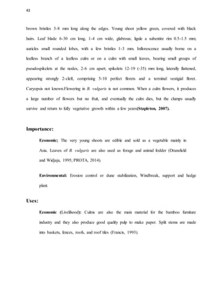 43
brown bristles 3-8 mm long along the edges. Young shoot yellow green, covered with black
hairs. Leaf blade 6-30 cm long, 1-4 cm wide, glabrous; ligule a subentire rim 0.5-1.5 mm;
auricles small rounded lobes, with a few bristles 1-3 mm. Inflorescence usually borne on a
leafless branch of a leafless culm or on a culm with small leaves, bearing small groups of
pseudospikelets at the nodes, 2-6 cm apart; spikelets 12-19 (-35) mm long, laterally flattened,
appearing strongly 2-cleft, comprising 5-10 perfect florets and a terminal vestigial floret.
Caryopsis not known.Flowering in B. vulgaris is not common. When a culm flowers, it produces
a large number of flowers but no fruit, and eventually the culm dies, but the clumps usually
survive and return to fully vegetative growth within a few years(Stapleton, 2007).
Importance:
Economic; The very young shoots are edible and sold as a vegetable mainly in
Asia. Leaves of B. vulgaris are also used as forage and animal fodder (Dransfield
and Widjaja, 1995; PROTA, 2014).
Environmental: Erosion control or dune stabilization, Windbreak, support and hedge
plant.
Uses:
Economic (Livelihood): Culms are also the main material for the bamboo furniture
industry and they also produce good quality pulp to make paper. Split stems are made
into baskets, fences, roofs, and roof tiles (Francis, 1993).
 