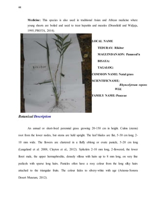 44
Medicine: This species is also used in traditional Asian and African medicine where
young shoots are boiled and used to treat hepatitis and measles (Dransfield and Widjaja,
1995; PROTA, 2014).
LOCAL NAME
TEDURAY: Rikitor
MAGUINDANAON: Panussul’n
BISAYA:
TAGALOG:
COMMON NAME: Natal grass
SCIENTIFICNAME:
Rhyncelytrum repens
Wild.
FAMILY NAME: Poaceae
Botanical Description
An annual or short-lived perennial grass growing 20-150 cm in height. Culms (stems)
root from the lower nodes, but stems are held upright. The leaf blades are flat, 5-30 cm long; 2-
10 mm wide. The flowers are clustered in a fluffy oblong or ovate panicle, 5-20 cm long
(Langeland et al. 2008; Clayton et al., 2012). Spikelets 2-10 mm long, 2-flowered, the lower
floret male, the upper hermaphrodite, densely villous with hairs up to 8 mm long, on very fine
pedicels with sparse long hairs. Panicles often have a rosy colour from the long silky hairs
attached to the triangular fruits. The colour fades to silvery-white with age (Arizona-Sonora
Desert Museum, 2012).
 