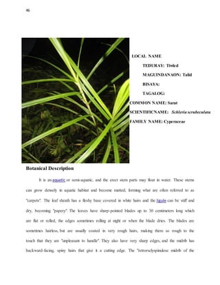 46
LOCAL NAME
TEDURAY: Tiwled
MAGUINDANAON: Talid
BISAYA:
TAGALOG:
COMMON NAME: Sarat
SCIENTIFICNAME: Schleria scrubeculata
FAMILY NAME: Cyperaceae
Botanical Description
It is an aquatic or semi-aquatic, and the erect stem parts may float in water. These stems
can grow densely in aquatic habitat and become matted, forming what are often referred to as
"carpets". The leaf sheath has a fleshy base covered in white hairs and the ligule can be stiff and
dry, becoming "papery". The leaves have sharp-pointed blades up to 30 centimeters long which
are flat or rolled, the edges sometimes rolling at night or when the blade dries. The blades are
sometimes hairless, but are usually coated in very rough hairs, making them so rough to the
touch that they are "unpleasant to handle". They also have very sharp edges, and the midrib has
backward-facing, spiny hairs that give it a cutting edge. The "retrorselyspinulose midrib of the
 