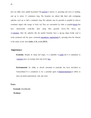 47
leaf can inflict most painful lacerations".The panicle is narrow or spreading and erect or nodding,
and up to about 12 centimeters long. The branches are almost fully lined with overlapping
spikelets each up to half a centimeter long. The spikelets may be greenish or purplish in color,or
sometimes tinged with orange or brick red. They are surrounded by white or purplish bracts that
have characteristic comb-like hairs along their greenish nerves. The flower has
six stamens. After the spikelets fall, the panicle branches have a zig-zag shape. Fertile seed is
rarely produced and the grass commonly reproduces vegetatively by sprouting from the rhizome
or the nodes on the stem (John, J. R., et al. (2012).
Importance:
Economic; Despite its sharp leaf edges, it is palatable to cattle and it is maintained as
a pasture grass on swampy land and cut for hay.
Environmental: Its ability to absorb chromium in particular has been described as
"extraordinary".It is considered to be a potential agent of phytoremediation in efforts to
clean up metal-contaminated soils and water.
Uses:
Economic (Livelihood):
Medicine:
 