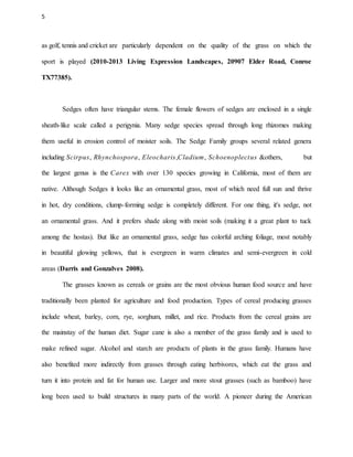 5
as golf, tennis and cricket are particularly dependent on the quality of the grass on which the
sport is played (2010-2013 Living Expression Landscapes, 20907 Elder Road, Conroe
TX77385).
Sedges often have triangular stems. The female flowers of sedges are enclosed in a single
sheath-like scale called a perigynia. Many sedge species spread through long rhizomes making
them useful in erosion control of moister soils. The Sedge Family groups several related genera
including Scirpus, Rhynchospora, Eleocharis,Cladium, Schoenoplectus &others, but
the largest genus is the Carex with over 130 species growing in California, most of them are
native. Although Sedges it looks like an ornamental grass, most of which need full sun and thrive
in hot, dry conditions, clump-forming sedge is completely different. For one thing, it's sedge, not
an ornamental grass. And it prefers shade along with moist soils (making it a great plant to tuck
among the hostas). But like an ornamental grass, sedge has colorful arching foliage, most notably
in beautiful glowing yellows, that is evergreen in warm climates and semi-evergreen in cold
areas (Darris and Gonzalves 2008).
The grasses known as cereals or grains are the most obvious human food source and have
traditionally been planted for agriculture and food production. Types of cereal producing grasses
include wheat, barley, corn, rye, sorghum, millet, and rice. Products from the cereal grains are
the mainstay of the human diet. Sugar cane is also a member of the grass family and is used to
make refined sugar. Alcohol and starch are products of plants in the grass family. Humans have
also benefited more indirectly from grasses through eating herbivores, which eat the grass and
turn it into protein and fat for human use. Larger and more stout grasses (such as bamboo) have
long been used to build structures in many parts of the world. A pioneer during the American
 