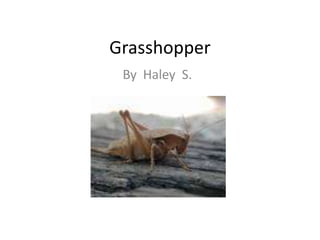 Grasshopper By  Haley  S. 