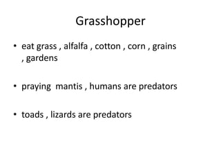 Grasshoppereat grass , alfalfa , cotton , corn , grains , gardenspraying  mantis , humans are predatorstoads , lizards are predators