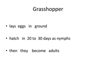 Grasshopperlays  eggs   in   groundhatch   in  20 to  30 days as nymphsthen   they    become   adults