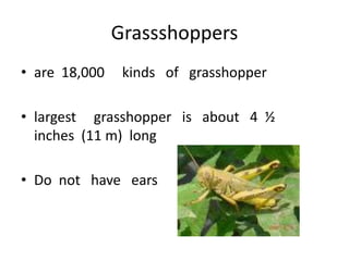 Grassshoppersare  18,000     kinds   of   grasshopper  largest     grasshopper   is   about   4  ½    inches  (11 m)  longDo  not   have   ears  