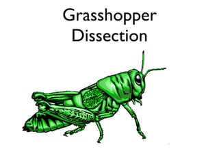 Grasshopper Dissection 