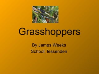 Grasshoppers
  By James Weeks
  School: fessenden
 