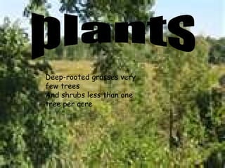 plants Deep-rooted grasses very few trees And shrubs less than one tree per acre 