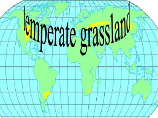 temperate grassland 