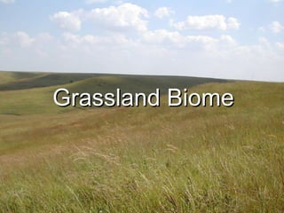 Grassland Biome 