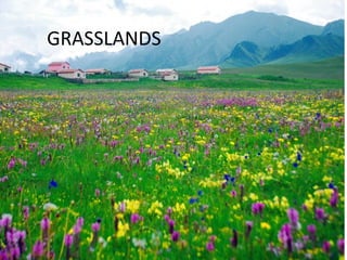 GRASSLANDS
 