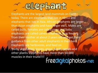 Elephants are the largest land mammals on Earth
today. There are elephants that live in Africa and
elephants that live in Asia. African elephants are larger
than Asian elephants and have larger ears. Males are
called bulls, females are called cows and baby
elephants are called calves. Elephants stop feeding
from their mother at about 2 years old and get their
guidance from other adult elephants in their herd.
Elephants are herbivores, and feed on
fruits, vegetables, leaves, grass, seeds, weeds and
other plants. Elephants have more than 50,000
muscles in their trunk!!!!
 