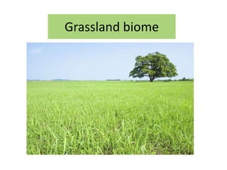 Grassland biome
 
