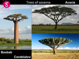 Trees of savanna
Baobab
Acacia
 Candelabra 
 