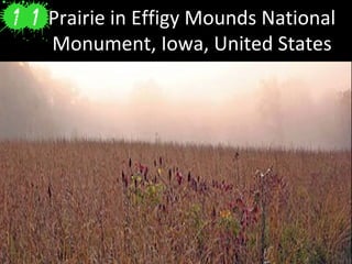 Prairie in Effigy Mounds National
Monument, Iowa, United States
 