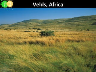 Velds, Africa
 
