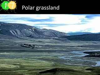Polar grassland
 