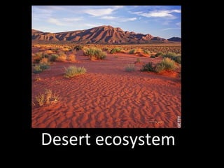 Desert ecosystem
 