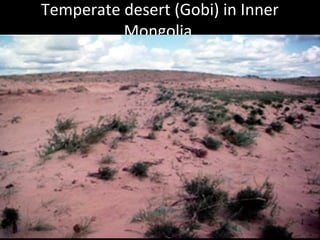Temperate desert (Gobi) in Inner
Mongolia
 