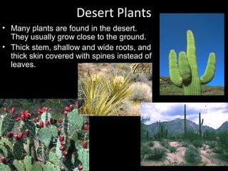 Desert Plants
• Many plants are found in the desert.
They usually grow close to the ground.
• Thick stem, shallow and wide roots, and
thick skin covered with spines instead of
leaves.
 