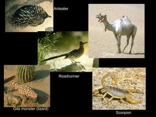 Roadrunner
Anteater
Scorpion
Gila monster (lizard)
Camel
 