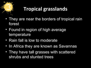 Tropical grasslands
• They are near the borders of tropical rain
forest
• Found in region of high average
temperature
• Rain fall is low to moderate
• In Africa they are known as Savannas
• They have tall grasses with scattered
shrubs and stunted trees
 
