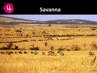 Savanna
 