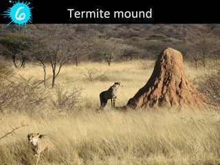 Termite mound
 