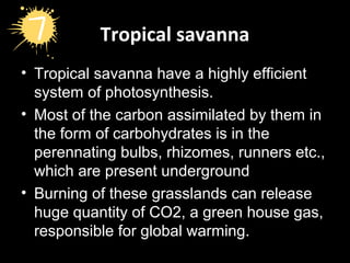 Tropical savanna
• Tropical savanna have a highly efficient
system of photosynthesis.
• Most of the carbon assimilated by them in
the form of carbohydrates is in the
perennating bulbs, rhizomes, runners etc.,
which are present underground
• Burning of these grasslands can release
huge quantity of CO2, a green house gas,
responsible for global warming.
 