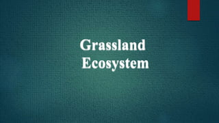 Grassland
Ecosystem
 