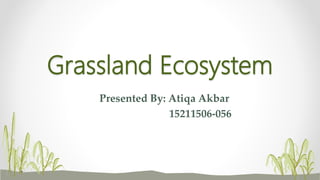 Grassland Ecosystem
Presented By: Atiqa Akbar
15211506-056
 