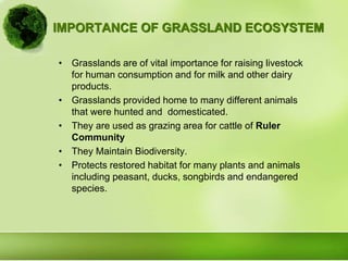 IMPORTANCE OF GRASSLAND ECOSYSTEM
• Grasslands are of vital importance for raising livestock
for human consumption and for milk and other dairy
products.
• Grasslands provided home to many different animals
that were hunted and domesticated.
• They are used as grazing area for cattle of Ruler
Community
• They Maintain Biodiversity.
• Protects restored habitat for many plants and animals
including peasant, ducks, songbirds and endangered
species.
 