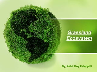 Grassland
Ecosystem
By, Akhil Roy Palappilli
 