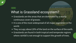 What is Grassland ecosystem?
Grasslands are the areas that are dominated by a nearly
continuous cover of grasses.
It is one of the most widespread of all major vegetation in the
world.
They occupy about 20% of the land on the surface of the earth.
Grasslands are found in both tropical and temperate regions
where rainfall is not enough to support the growth of trees.
 