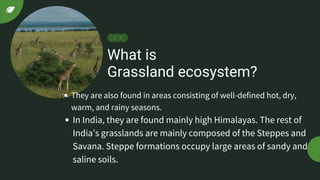 What is
Grassland ecosystem?
They are also found in areas consisting of well-defined hot, dry,
warm, and rainy seasons.
In India, they are found mainly high Himalayas. The rest of
India’s grasslands are mainly composed of the Steppes and
Savana. Steppe formations occupy large areas of sandy and
saline soils.
 
