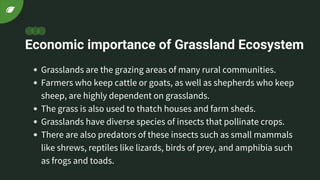 Economic importance of Grassland Ecosystem
Grasslands are the grazing areas of many rural communities.
Farmers who keep cattle or goats, as well as shepherds who keep
sheep, are highly dependent on grasslands.
The grass is also used to thatch houses and farm sheds.
Grasslands have diverse species of insects that pollinate crops.
There are also predators of these insects such as small mammals
like shrews, reptiles like lizards, birds of prey, and amphibia such
as frogs and toads.
 