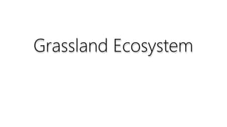 Grassland Ecosystem
 