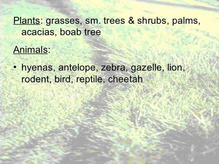 Grassland notes Notes on world's grassland types & organisms' adapt…