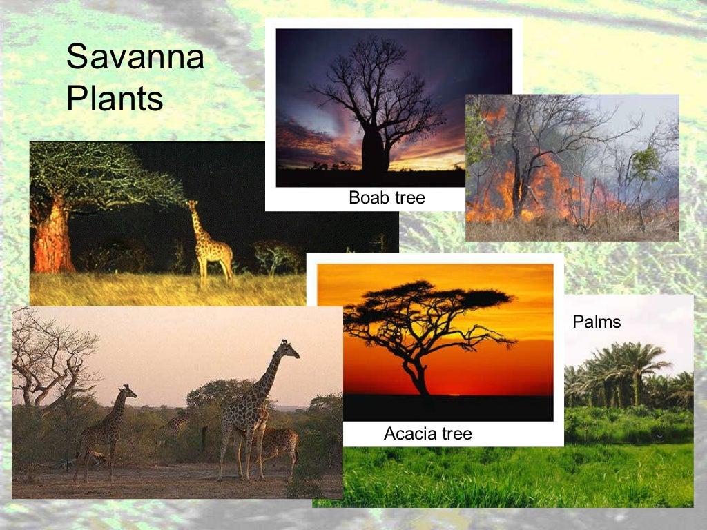 Grassland notes Notes on world's grassland types & organisms' adapt…