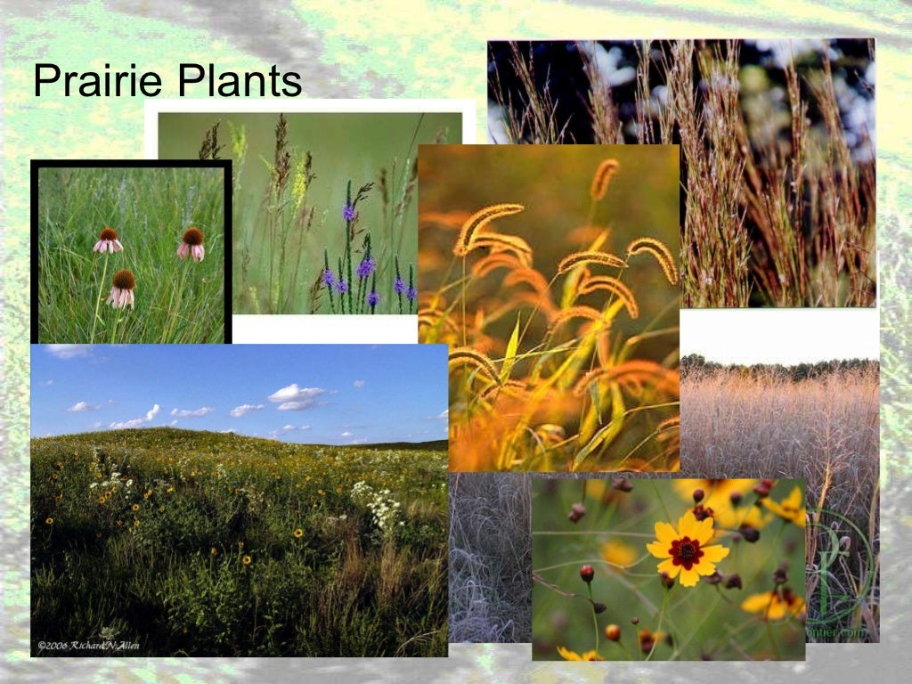 Grassland notes Notes on world's grassland types & organisms' adapt…