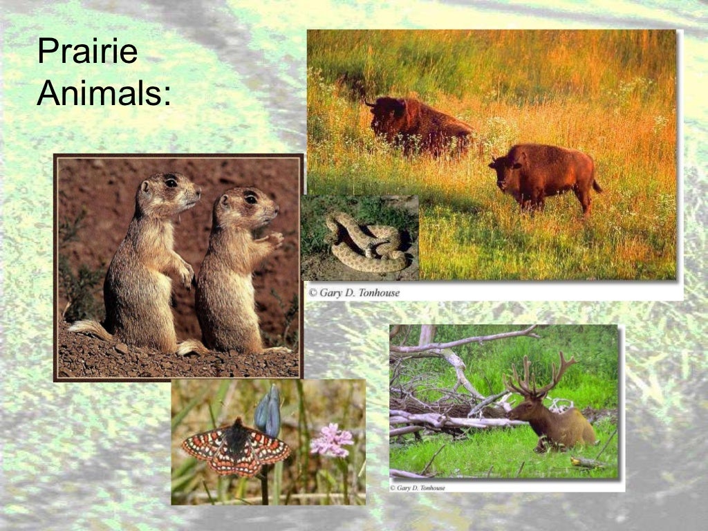 Grassland notes Notes on world's grassland types & organisms' adapt…