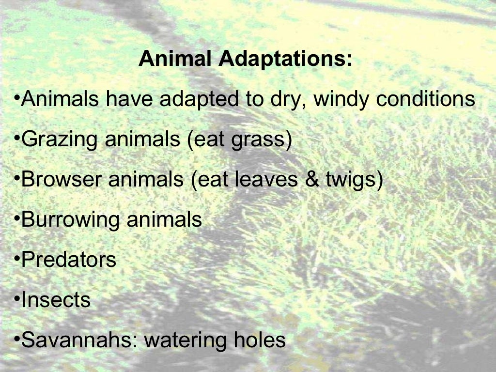 Grassland notes Notes on world's grassland types & organisms' adapt…
