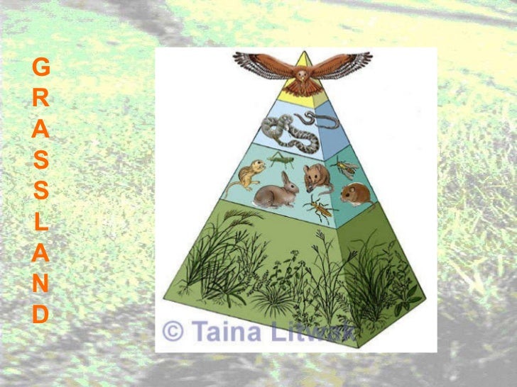 Grassland notes Notes on world's grassland types & organisms' adapt…